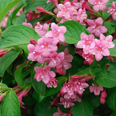 Weigela florida 'Styriaca' – Rózsalonc
