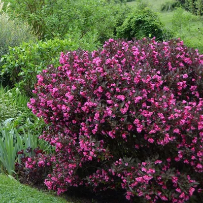 Weigela florida 'Wine &amp; Roses' – Rózsalonc
