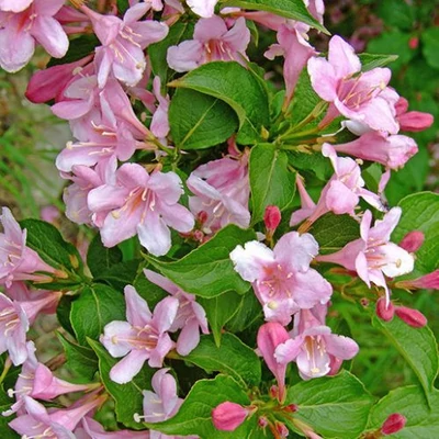 Weigela 'Le Printemps' - Rózsalonc