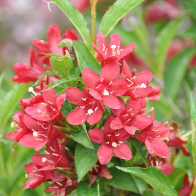 Weigela 'Nain Rouge' – Rózsalonc
