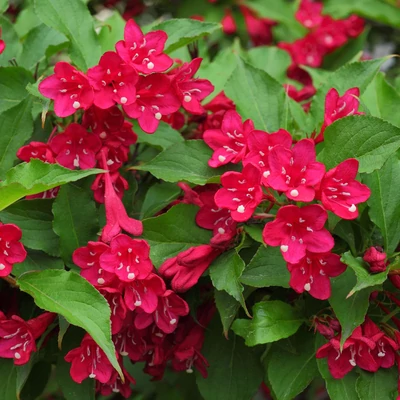 Weigela 'Picobella Rosso'® – Rózsalonc