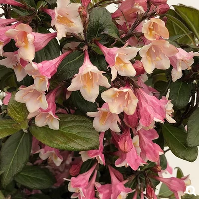 Weigela 'Vintage Love'® – Rózsalonc