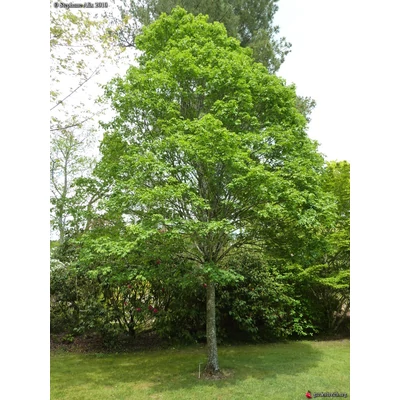 Acer campestre 'Elsrijk' - Tojásdad koronájú juharfa (extra méretű koros)
