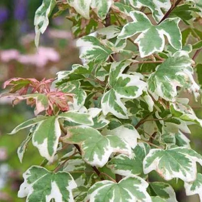 Acer campestre 'Magic Spring' – Mezei juhar