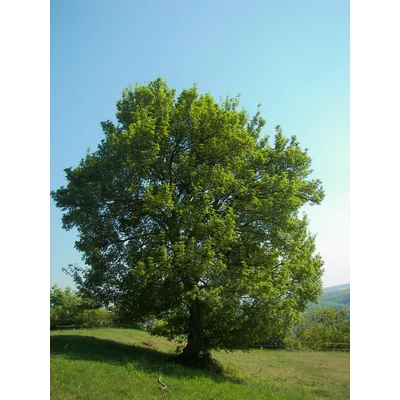 Acer campestre - Mezei juhar