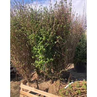 Acer campestre 'Nanum/Nana' - Gömbkoronájú mezei juhar