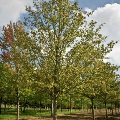 Acer campestre 'Streetwise' – Mezei juhar