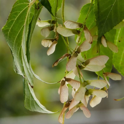 Acer davidii 'Madeline Spitta' – Közép-kínai juhar
