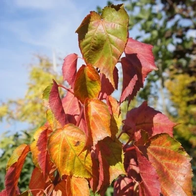 Acer davidii 'Selection' – Közép-kínai juhar