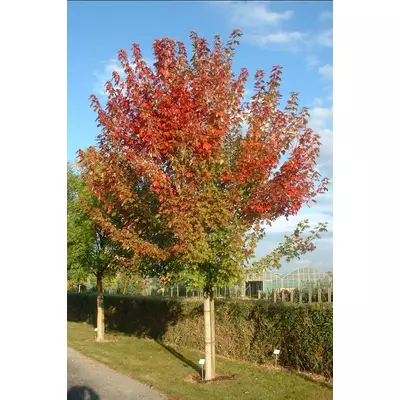 Acer freemanii 'Autumn Blaze' ('Jeffersred') - Őszi tűzjuhar