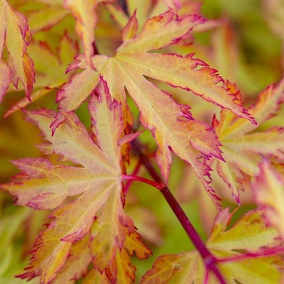 Acer palmatum 'Anne Irene' – Japán juhar