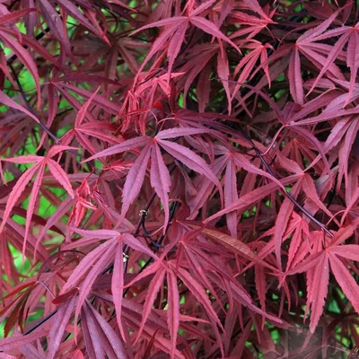 Acer palmatum 'Beni-otake' – Japán juhar