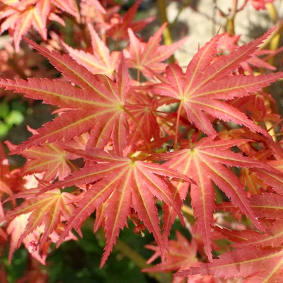 Acer palmatum 'Brown Sugar' – Japán juhar