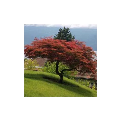 Acer palmatum 'Dissectum Atropurpureum' – Szeldelt levelű japán juhar