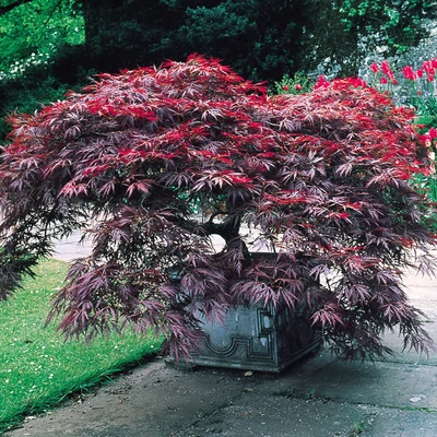Acer palmatum 'Dissectum Garnet' – Szeldelt levelű japán juhar (extra méretű koros)
