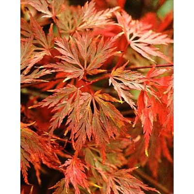 Acer palmatum 'Emerald Lace' – Japán juhar