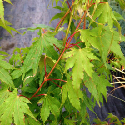 Acer palmatum 'Going Green' – Japán juhar