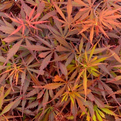 Acer palmatum 'Jerre Schwartz' – Japán juhar