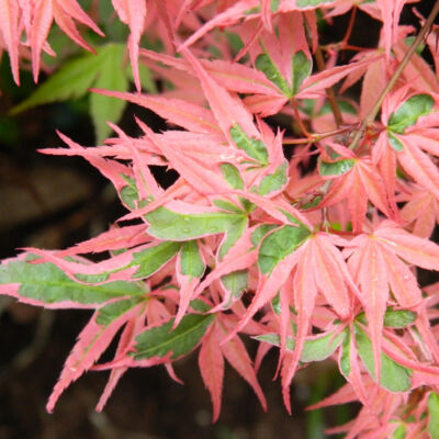 Acer palmatum 'Kagiri-nishiki' (syn. 'Roseomargina') – Japán juhar
