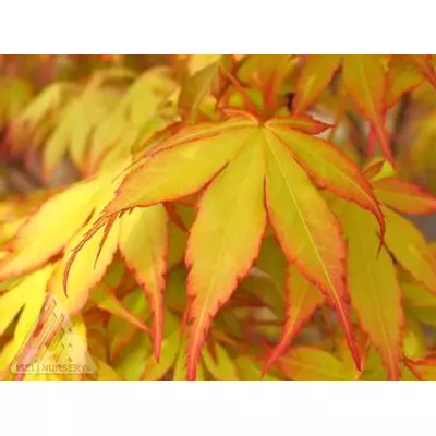 Acer palmatum 'Katsura' – Japán juhar