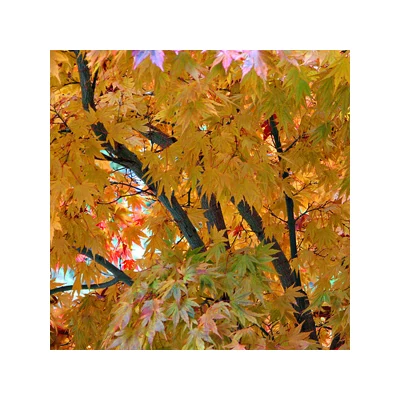 Acer palmatum 'Kogane Nishiki' – Japán juhar