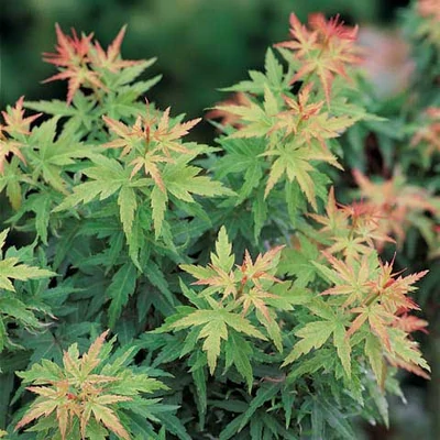 Acer palmatum 'Kotohime' – Japán juhar