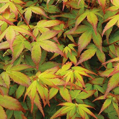Acer palmatum 'Little Princess' – Japán juhar