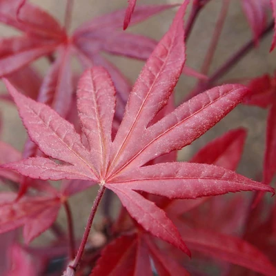Acer palmatum 'Livy' – Japán juhar