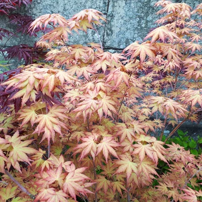 Acer palmatum 'Momoire-koyasan' – Japán juhar