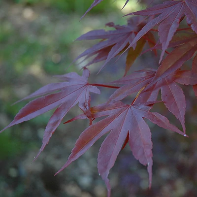 Acer palmatum 'Moonfire' – Japán juhar