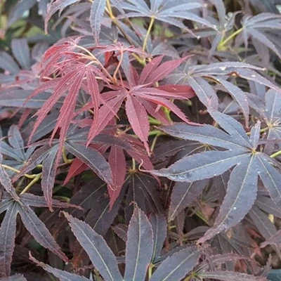 Acer palmatum 'Nimura Princess' – Japán juhar