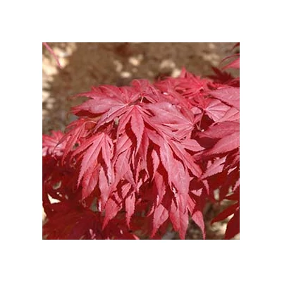 Acer palmatum 'Oregon Sunset' – Japán juhar