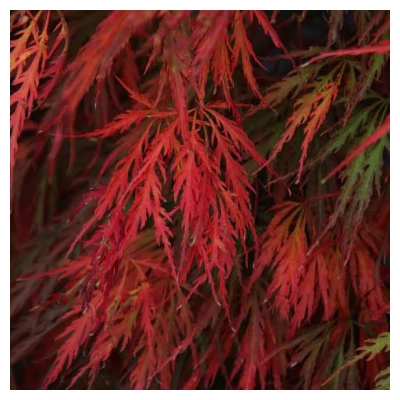 Acer palmatum 'Pendulum Julian' – Japán juhar
