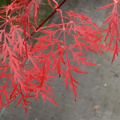 Acer palmatum 'Red Feathers' – Japán juhar