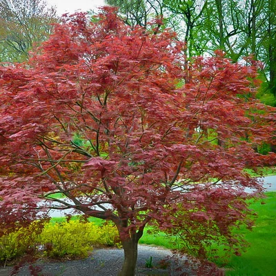 Acer palmatum 'Sherwood Flame' – Japán juhar