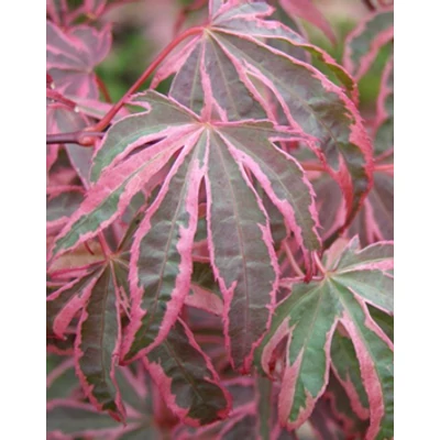Acer palmatum 'Shirazz' - Japán juhar