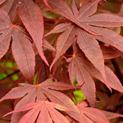 Acer palmatum 'Shojo-nomura' – Japán juhar