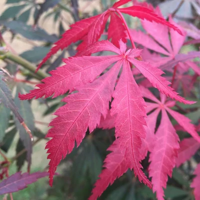 Acer palmatum 'Sumi Nagashi' – Japán juhar
