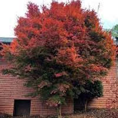 Acer palmatum 'Tsukasa Silhouette' – Japán juhar