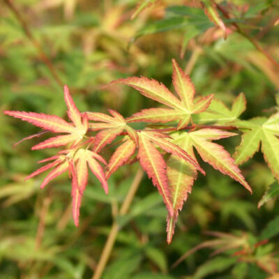 Acer palmatum 'Wilson's Pink Dwarf' – Japán juhar