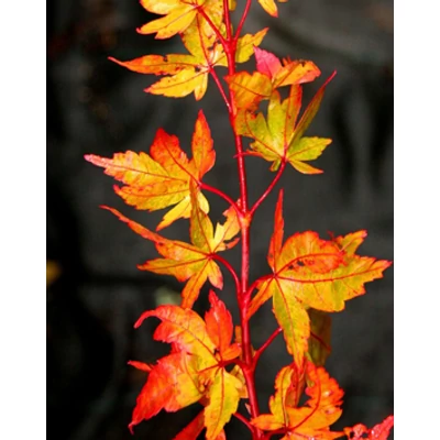 Acer palmatum 'Winter Flame' – Japán juhar