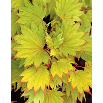 Acer shirasawanum 'Aureum' - Sárga levelű törpe japán juhar