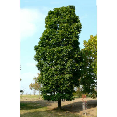 Acer platanoides 'Columnare' - Oszlopos korai juhar (extra méretű koros)