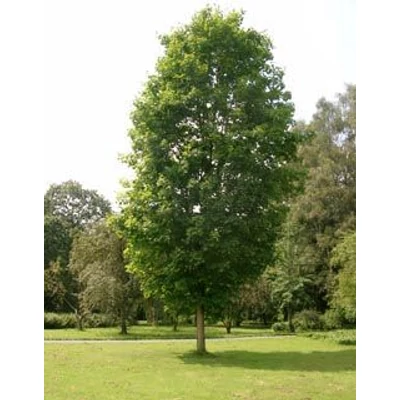 Acer platanoides 'Olmsted'  – Oszlopos korai juhar