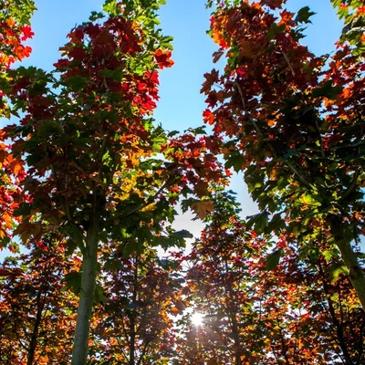 Acer platanoides 'Firewiev' – Korai juhar