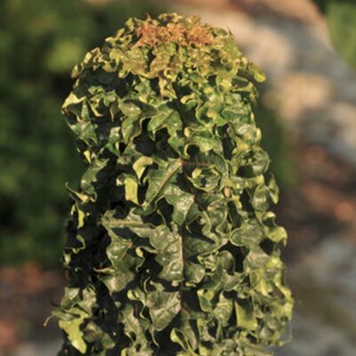 Acer platanoides 'Marit' – Törpe, oszlopos korai juhar