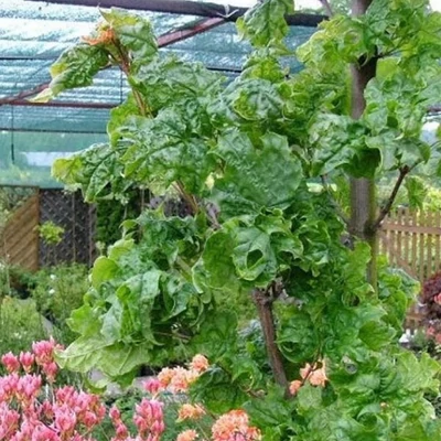 Acer platanoides 'Marylka' – Oszlopos korai juhar