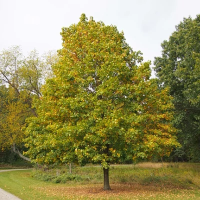 Acer platanoides 'Oregon Pride' – Korai juhar