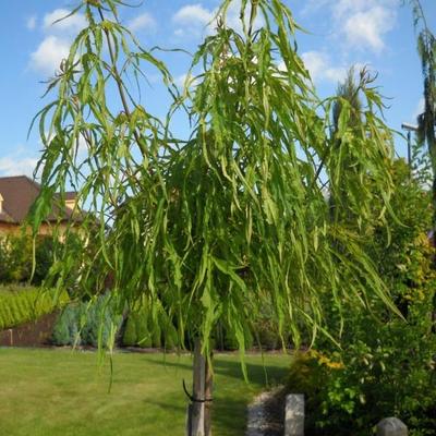 Acer platanoides 'Paldiski' – Korai juhar