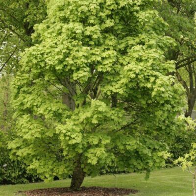 Acer platanoides 'Pyramidale Nanum' – Korai juhar